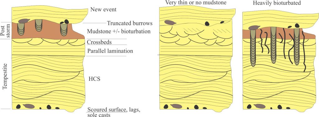 An idealized tempestite-HCS lithofacies assemblage, redrawn from Dott and Bourgeois,1982, Figures 3 and 5. The ideal succession includes a basal erosional surface that probably forms during the waxing stage of storm encroachment. The transition from HCS to crossbedded lithofacies that include trough, tabular, and ripple bedforms, indicates waning conditions presaging a return to fairweather, traction-dominated currents. The mudstone likely contains sediment placed in suspension during the storm but deposited long after the storm abates – it may also contain background hemipelagic sediment. Two of the more common variations on the theme identified by Dott and Bourgeois are shown on the right – one where the mudstone is missing (either not deposited or eroded); and an intensely bioturbated section.