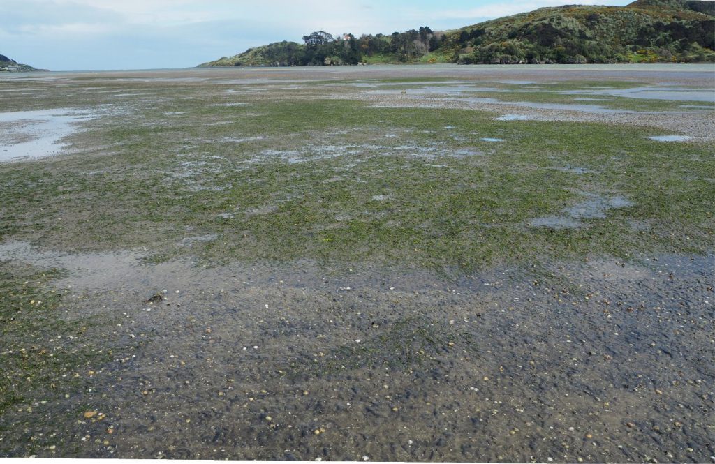 Meadows of the seagrass Zostera muelleri exposed at low tide on tidal flats, Raglan Harbour (west coast, New Zealand). They extend into the adjacent subtidal channel. The substrate is fine-grained sand with 10-20% mud. The surface is littered with the shells of the bivalve venerid Austrovenus stutchburyi, a few Macomona liliana (a Tellinid bivalve), and scavenging gastropods. Meadow coverage in this view is a few hundred square metres.