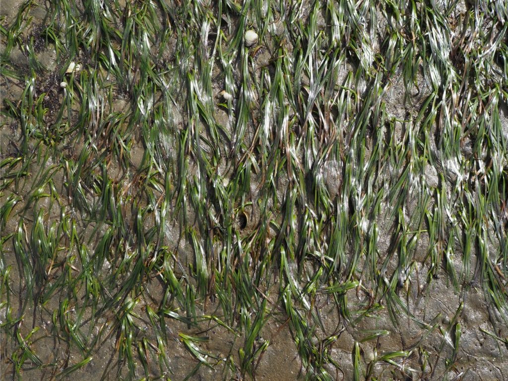 Dense growth of Zostera muelleri on an exposed tidal flat. The long, skinny leaves are aligned parallel to the direction of the outgoing tidal flow. The substrate here is sandy with 10-20% mud. Ripples that abound on the non-vegetated tidal flats are not present across the meadows because the seagrass has dampened wave and current flows. Small trails (bottom right) were made by the gastropod topshell Zediloma subrostrata.