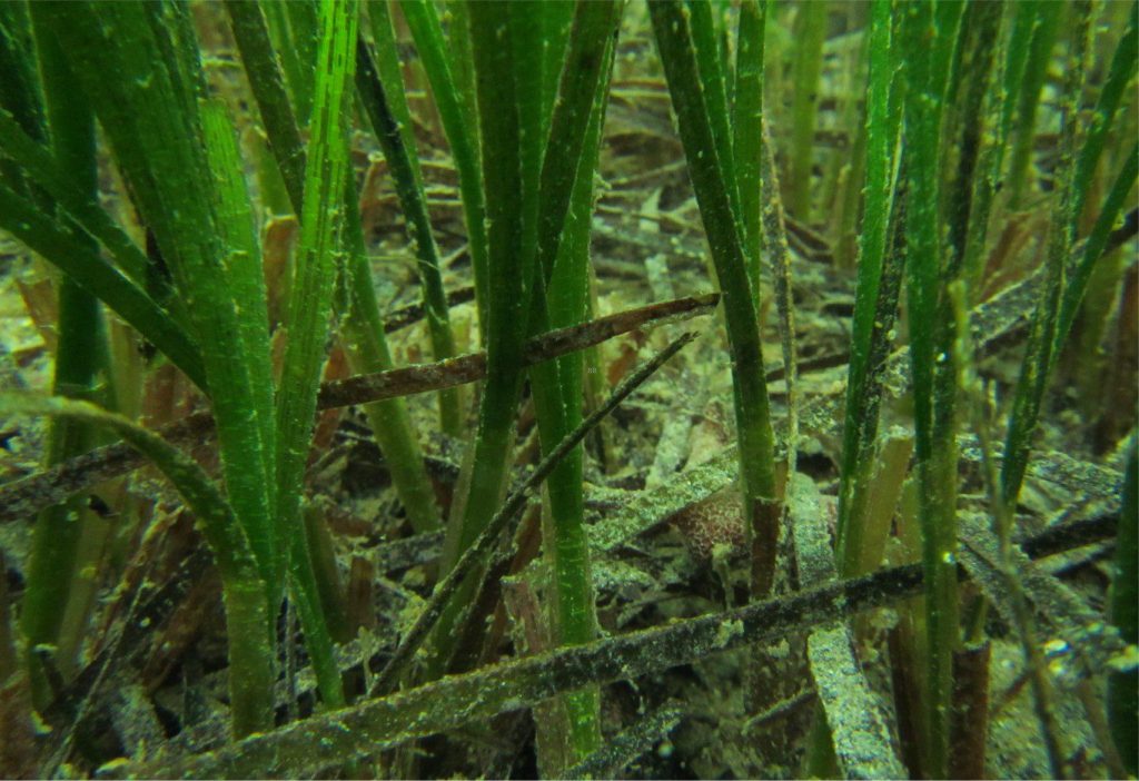 Dense growth of subtidal, upright blades of Zostera muelleri over a litter of dead leaves, the breakdown of a which provides nutrients to the seagrass meadow and soil microbes. Bay of Islands, northern New Zealand. Photo taken by Aleki Taumoepeau, NIWA, Image courtesy of Fleur Matheson, NIWA.