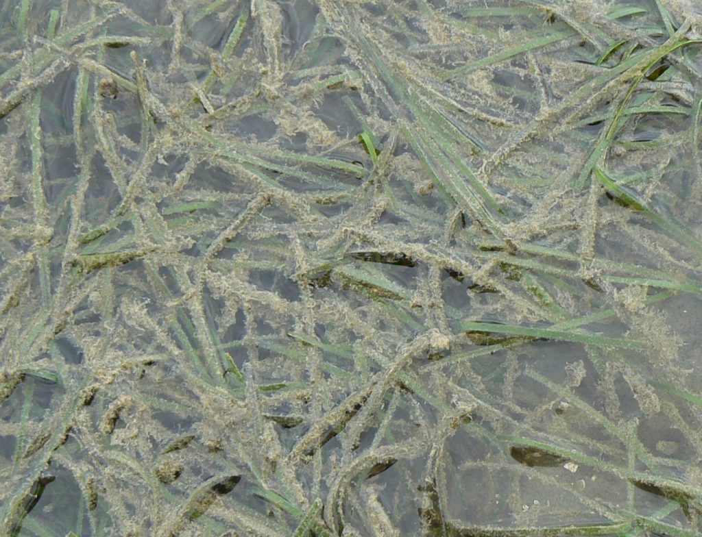 Dense growth of Zostera muelleri exposed at low tide. The filigree coatings on the leaves are epiphytic algae that are a food source for a variety of grazing invertebrates. Image courtesy of Fleur Matheson, NIWA.