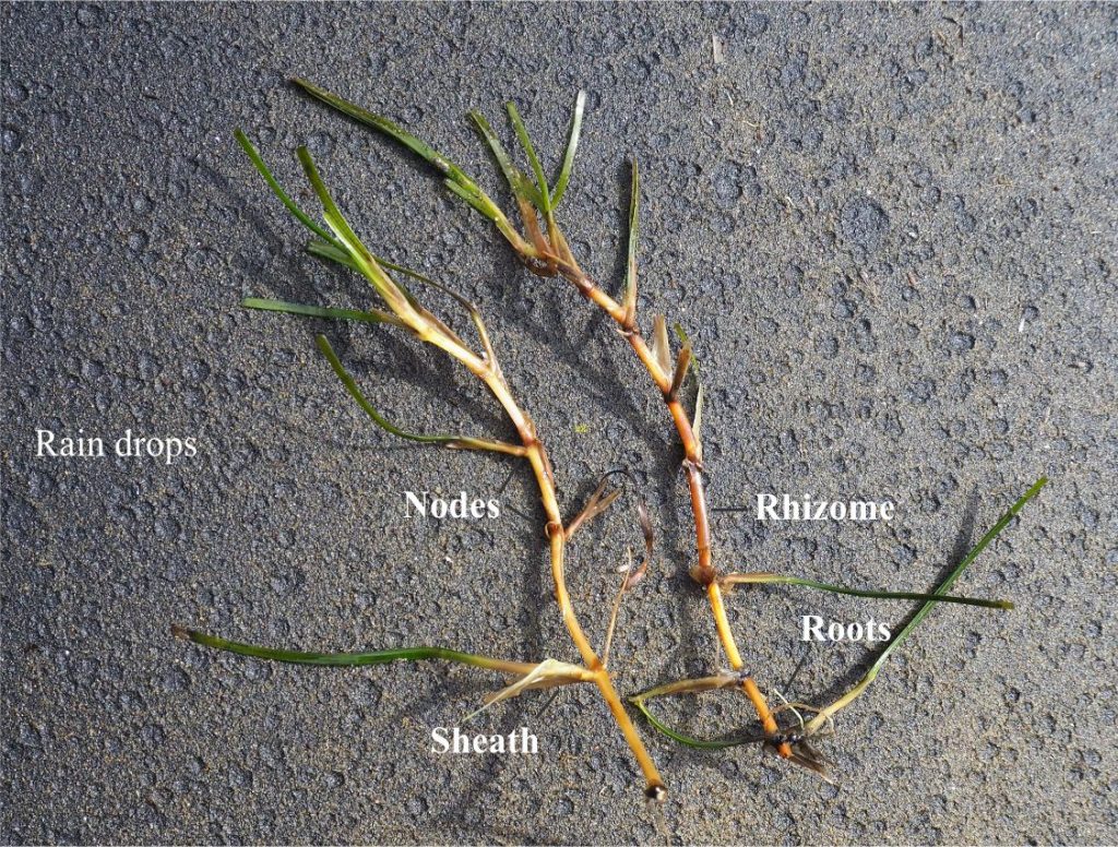 Rhizomes, leaves, and roots of Zostera muelleri. Leaf stems and roots can develop on the same rhizome nodes. These specimens are 15 cm long; the leaves have been shortened by grazers.