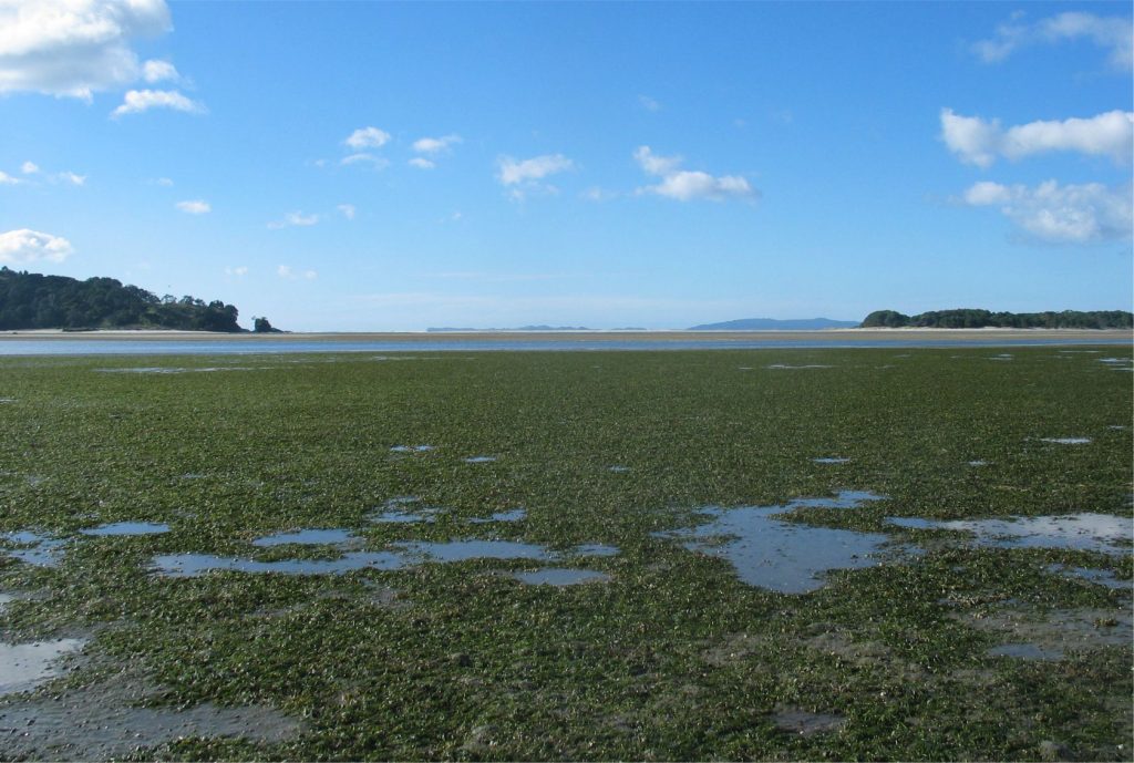 A Zostera meulleri meadow gracing the intertidal shore of Whangapoua Harbour, northern Coromandel, New Zealand. Image courtesy of Fleur Matheson, NIWA.