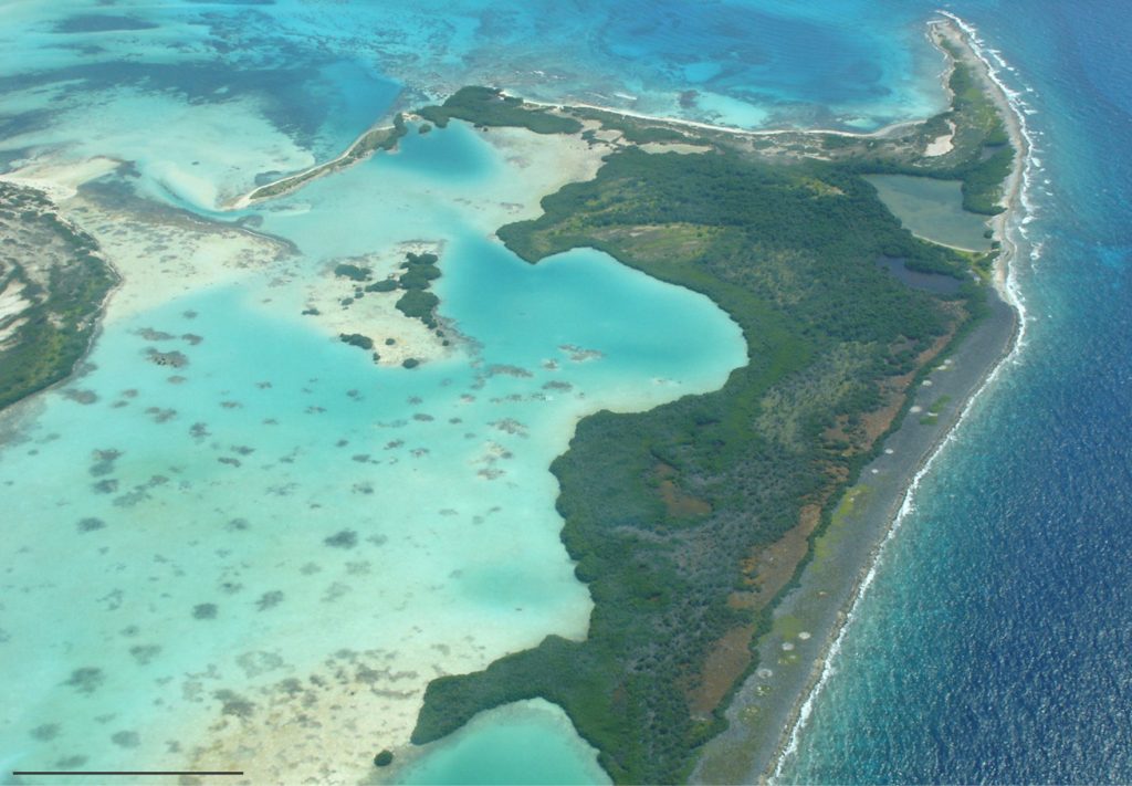 Part of the southern barrier reef on Los Roques Archipelago, Venezuela, emphasizing the back-reef that contains mangroves (Rhizophora mangle) and salt marshes that fringe lagoons with seawater salinities ranging from normal to hypersaline. Sediment beneath the mangroves is anaerobic, and exposed tidal flats commonly develop microbial mats and thrombolites. Distance scale at bottom left is 250 m. Image and information courtesy of José Alejandro Méndez. 