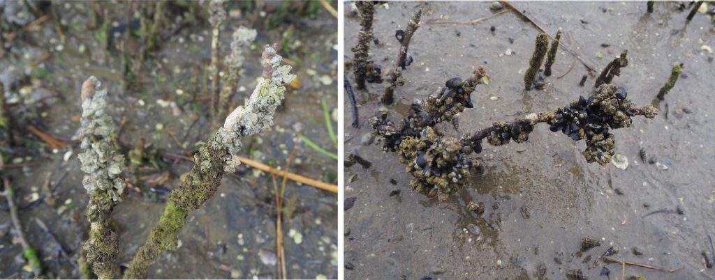 Left: Avicennia pneumatophores encrusted with small barnacles (Elminius modestus) and some green algae. Right: Pneumatophores heavily encrusted by the small black mussel Modiolus neozelanicus and small encrusting rock oysters (Crassostrea glomerata). The pneumatophores have probably ceased to function efficiently and may eventually collapse under the excess weight. Raglan Harbour, New Zealand.