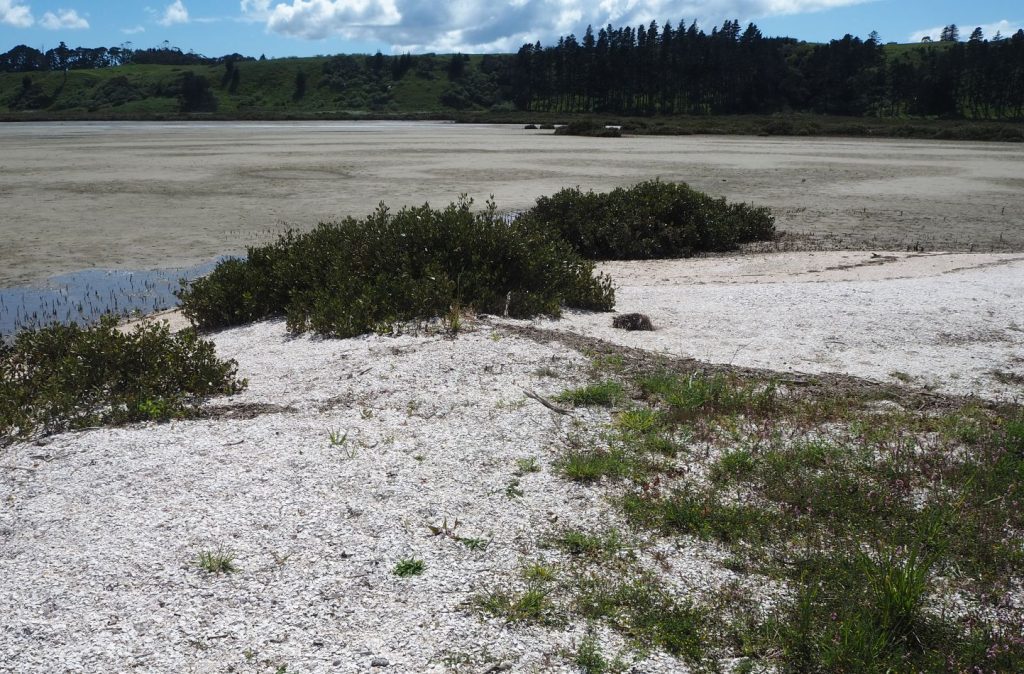 The transition from mangrove wetland to fully marine tidal flat lithofacies in this example is distinguished by shell bars, and shell-strewn beaches that are marginal to salt marsh fringes. The abundance of sandy deposits, shelly invertebrates, crustaceans, and bedforms that indicate tidal reversals is in marked contrast to the sedimentological content of mangrove substrates.