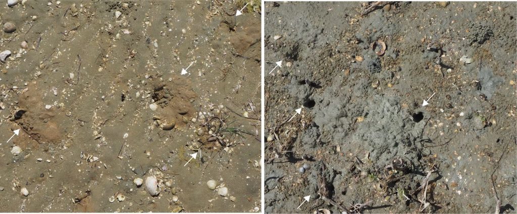 Excavation by burrowing crabs (arrows) reveals differences in the redox conditions of the substrate. On the left, the excavated sediment on a non-vegetated tidal flat is brownish-grey and much the same colour as the tidal flat sediment. The same species of crab has excavated reduced blue-grey mud in substrates associated with mangrove stands.
