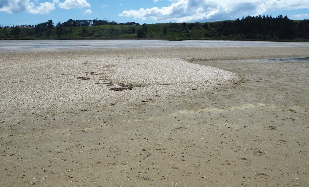 Broad tidal flats develop on the seaward margins of mangrove forests, and in this example, large bedforms include shell banks and bars. The shells are dominated by disarticulated and broken venerid bivalves and subordinate gastropods, all of which have living relatives that inhabit the tidal flats. Other sedimentary structures include a variety of wave and current ripples, and an abundance of crustacean, worm, and mollusc trails and burrows. 