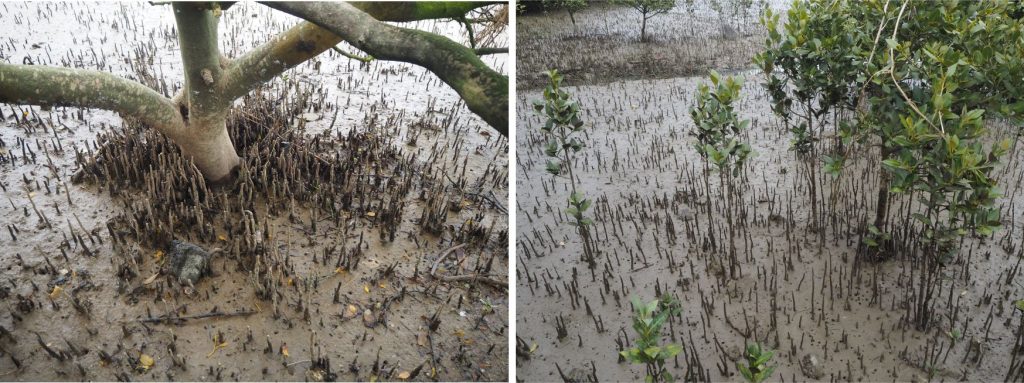 Left: The distribution of pneumatophores is densest around this mature Avicennia marina trunk. The sediment surface contains a few disarticulated black mussels, oysters, and other bivalves. Sediment composition is about 90% mud. Right: Young mangroves surrounded by pneumatophores attached to the roots of their much older neighbours. Pneumatophores also populate the small tidal channel at image top. Both images from Raglan Harbour, West coast New Zealand. 