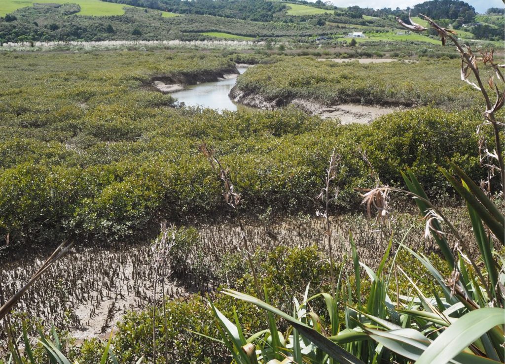 Mangroves dominate this estuarine channel-tidal flat system. The channel is mud-bound, about 1.5 m to 2 m deep and 5 m to 6 m wide, with margins stabilised by the tangle of roots. Tidal flood waters cover the vegetated flats to depths of only a few centimetres. Each tidal cycle replenishes the supply of food and nutrients to the vegetation and the local invertebrate fauna. Whitford estuary, south Auckland.