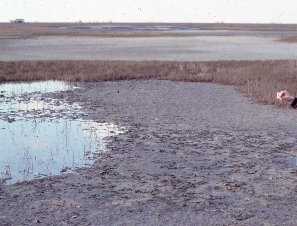 An extensive salt marsh has formed behind coastal dunes near Freeport, Texas. The swaths of Spartina are separated by supratidal, mixed sand-mud flats that are covered by microbial mats in various states of desiccation.