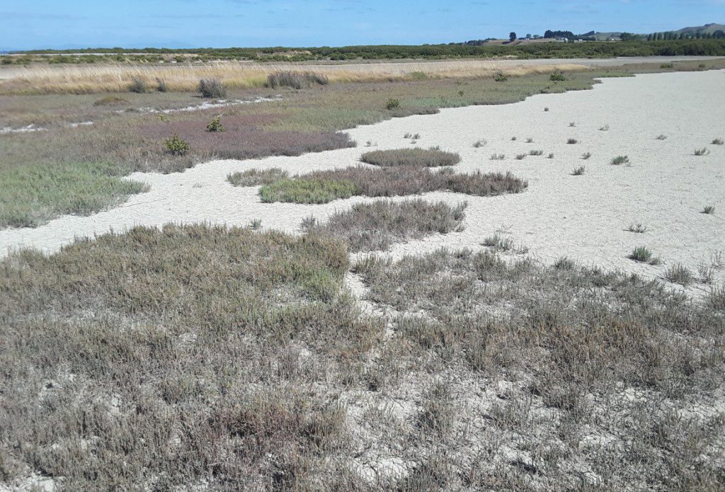 In the foreground, Salicornia-dominated, temperate climate salt marsh and intervening supratidal, mud-sand flats. In the background, pale brown sedges have taken over the marsh at slightly higher elevations. Kaiua, Hauraki Gulf, N.Z.