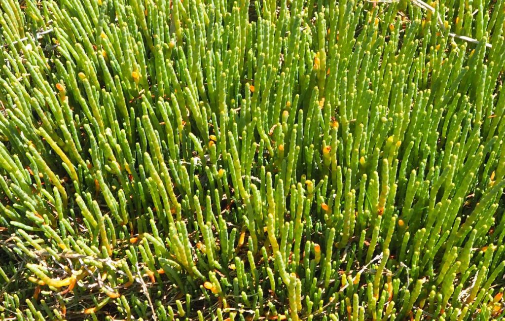 Salicornia is a common salt marsh inhabitant. Succulent plants like these are salt tolerant and well adapted to extended periods of soil drying. They also develop dense root tangles that help stabilise the marsh soils.