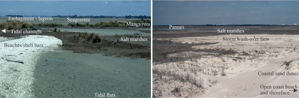 Salt marshes and their deposits rarely occur in isolation – they are usually associated with other paralic depositional settings. Two examples of these facies associations are shown here: Left: Whitford, south Auckland, and Right: Freeport, Texas. Laterally associated lithofacies have the potential to be represented in stratigraphic successions.