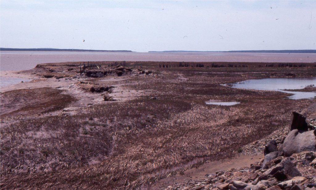 Several generations of salt marsh have formed along Fundy Bay coasts during the Holocene post-glacial, eustatic rise in sea level. At this location the seaward edge is bound by marsh cliffs that define at least three platforms at different elevations, each representing marsh development at different stages of sea level rise. Vegetation here is dominated by Spartina. Small, shallow pannes, or ponds (centre right) are recharged during precipitation and spring tide flooding.