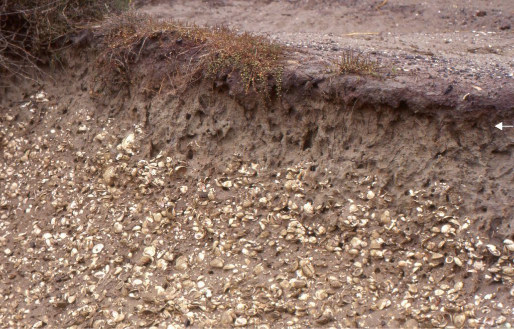 A stratigraphic section through shell-sand tidal flat and overlying salt marsh clay-silt deposits, capped by a plant-rich organic layer. Root structures in the marsh deposits extend into the top of the shell-sand. The marsh also contains simple vertical burrows, probably excavated by crabs. The tidal flat molluscan fauna is dominated by venerid bivalves. The deposit is late Holocene in age. The section is exposed in a dug canal. Whitford, south Auckland.