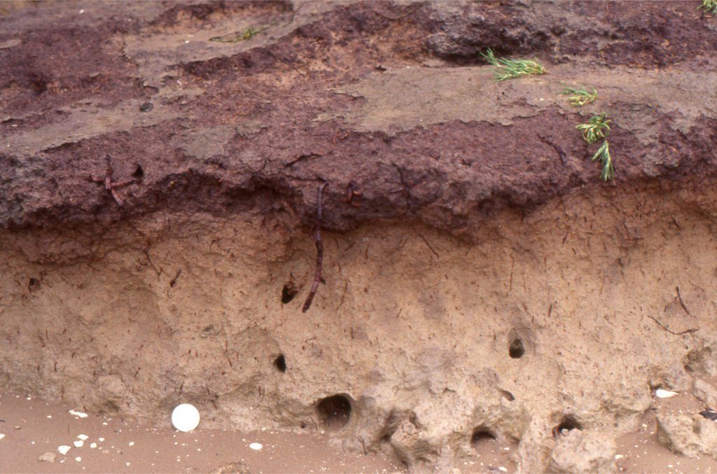 A 30 cm deep section of salt marsh consisting of silty clay (pale brown) and capping carbonaceous ‘top soil’; the contact between the two layers is gradational. There is no obvious stratification. Root structures from Salicornia and sedges abound. The large holes contain remnants of mangrove roots. Coin (lower left) is 32 mm diameter). Whitford, south Auckland.