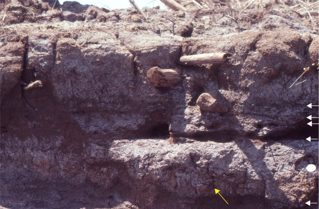 A 45 cm thick, salt-marsh cliff section reveals stacked marsh-aggradation episodes. Each episode is bound by a thin, dark brown carbonaceous band (white arrows); for each episode the overlying marsh deposits consist of clay and silt. Each episode contains root structures that penetrate the deposits of earlier deposits (e.g., yellow arrow). Larger wood fragments were probably derived from nearby coastal shrubs and trees. Coin (lower right) is 24 mm diameter. Bay of Fundy, Nova Scotia (same locality as shown in the image at top of the page).