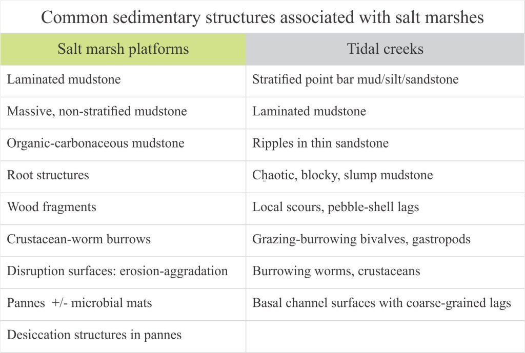Table of common sedimentary structures in salt marshes and tidal creeks.