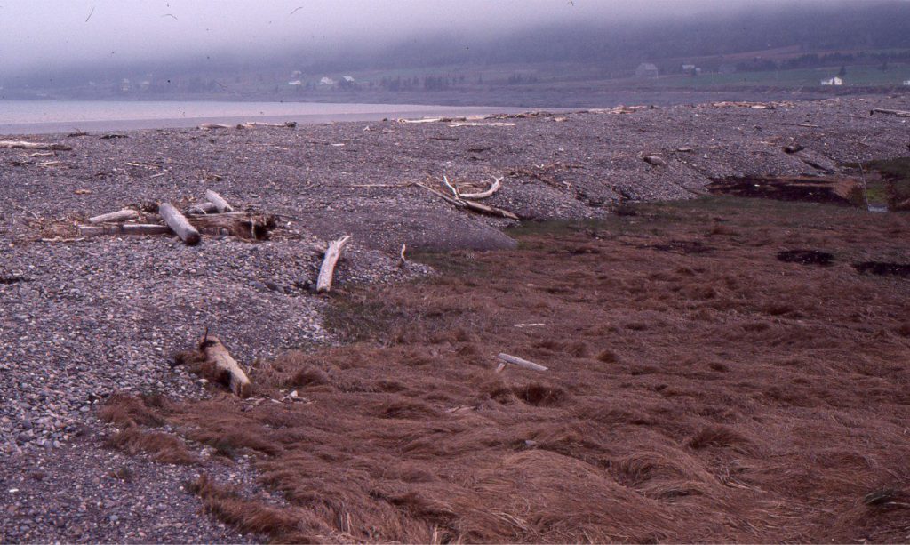 A swath of beach gravels driven by storms over the adjacent salt marsh. Cobequid Bay, an inlet in Fundy Bay, Nova Scotia. Landward migration of the beach can potentially remove all or some of the underlying salt marsh deposits.